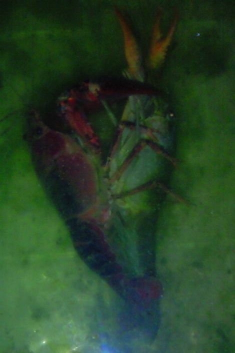 f:id:Poisonous_Radio:20110504194600j:image:w360