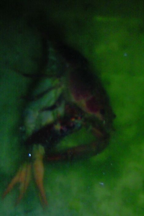 f:id:Poisonous_Radio:20110504194800j:image:w360