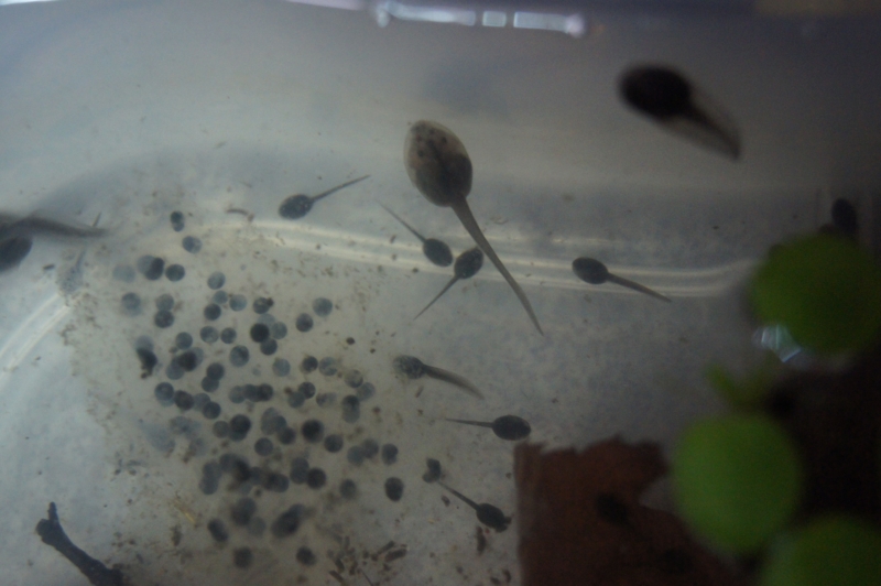 f:id:Poisonous_Radio:20110511185710j:image:w360