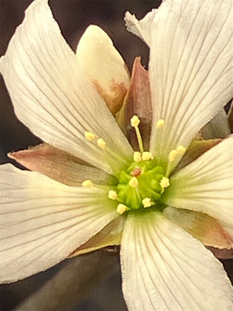 f:id:Poisonous_Radio:20260312203650j:image
