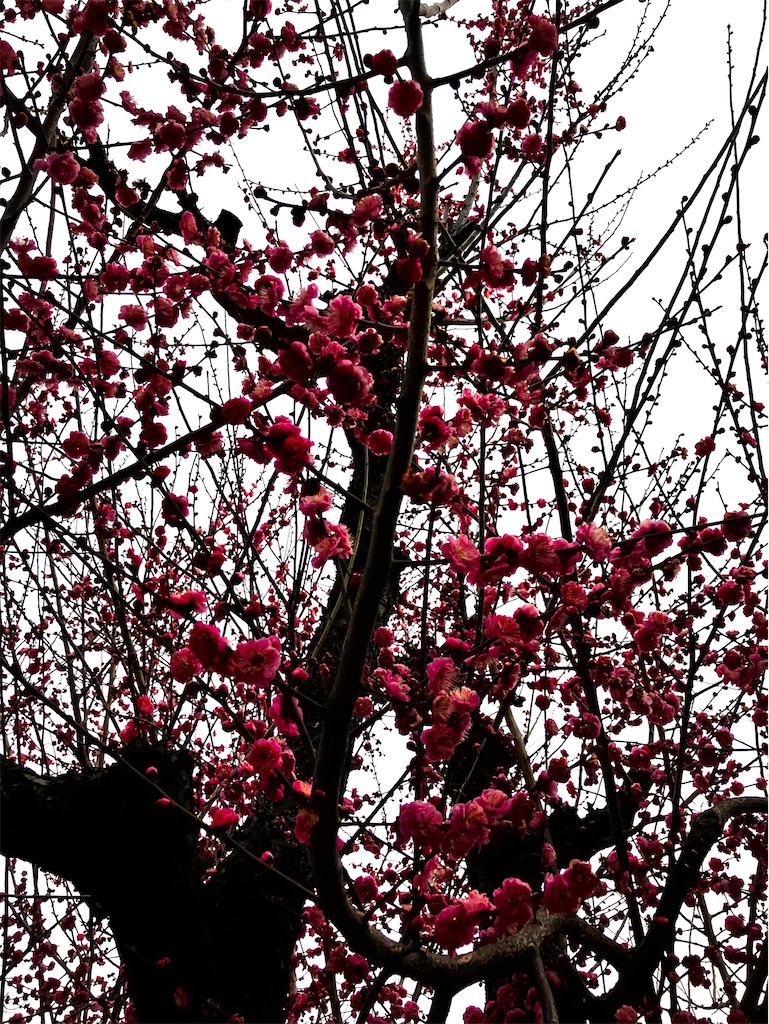 f:id:Pokoburin:20250304105111j:image