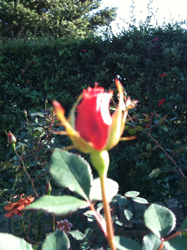 f:id:Pollyanist:20190705225533j:image f:id:Pollyanist:20190705225533j:image