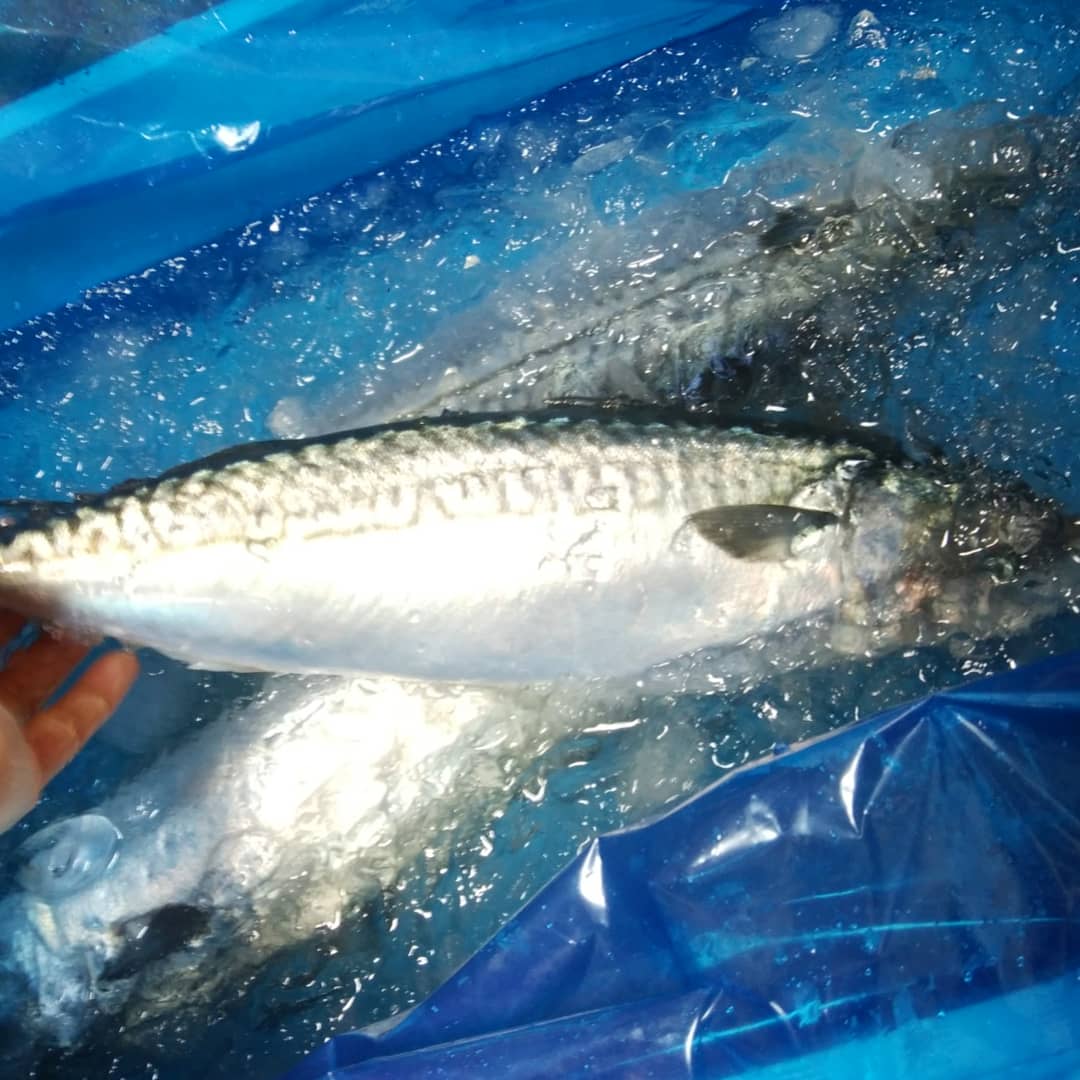 サバとは 動植物の人気 最新記事を集めました はてな