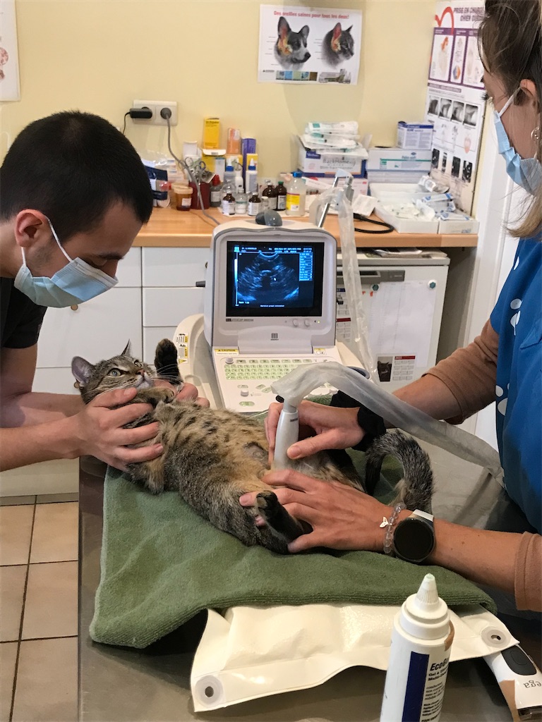 f:id:PommePommeRingo:20220109084505j:image