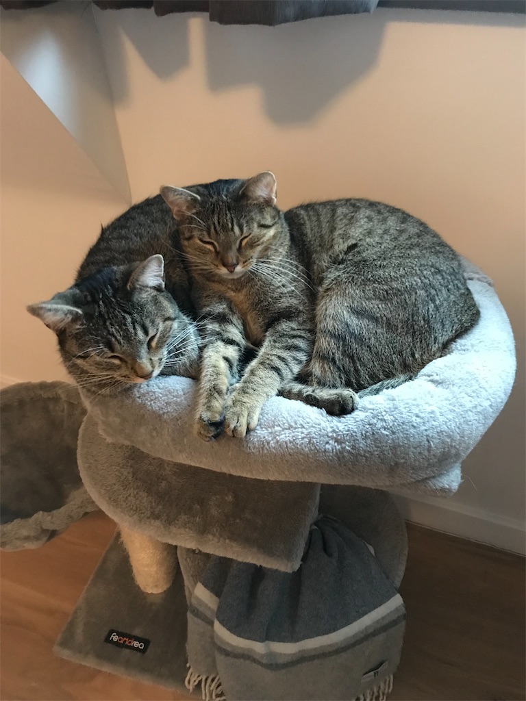 f:id:PommePommeRingo:20220109084555j:image