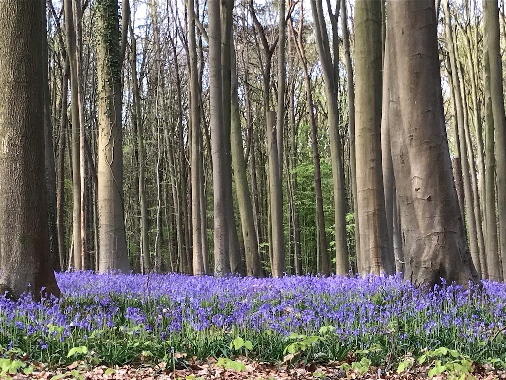 f:id:PommePommeRingo:20220418215700j:image