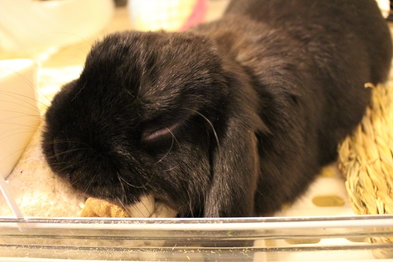 f:id:Ponz-rabbit:20190507213114j:plain