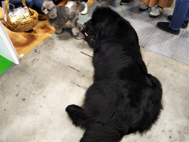 f:id:Ponz-rabbit:20190520230509j:plain f:id:Ponz-rabbit:20190520230509j:plain