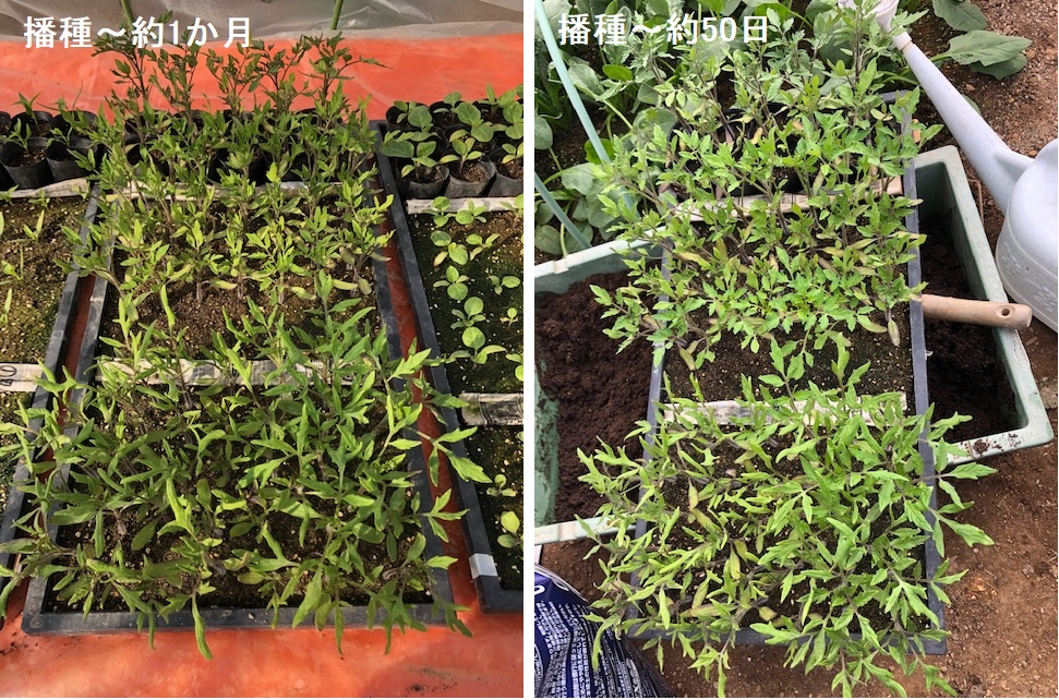 図解 トマトの呼び接ぎ 減農薬野菜ブログ