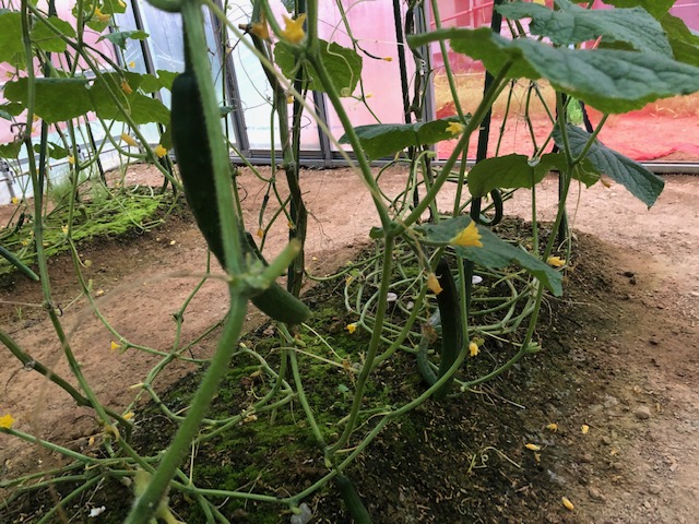 夏秋キュウリ経過 つる下ろし栽培へ移行 減農薬野菜ブログ