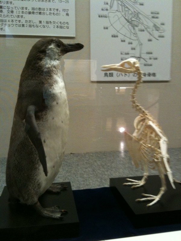 個別 ペンギンの剥製と骨格標本 の写真 画像 Portellen S Fotolife