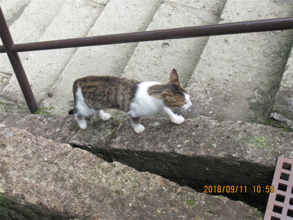 f:id:Potukun:20220605185735j:image f:id:Potukun:20220605185735j:image
