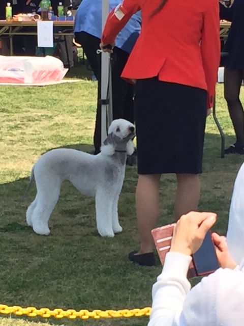 f:id:Powerful-terrier:20170430231722j:plain f:id:Powerful-terrier:20170430231722j:plain