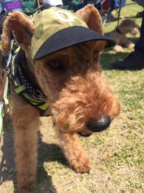 f:id:Powerful-terrier:20170430235353j:plain f:id:Powerful-terrier:20170430235353j:plain