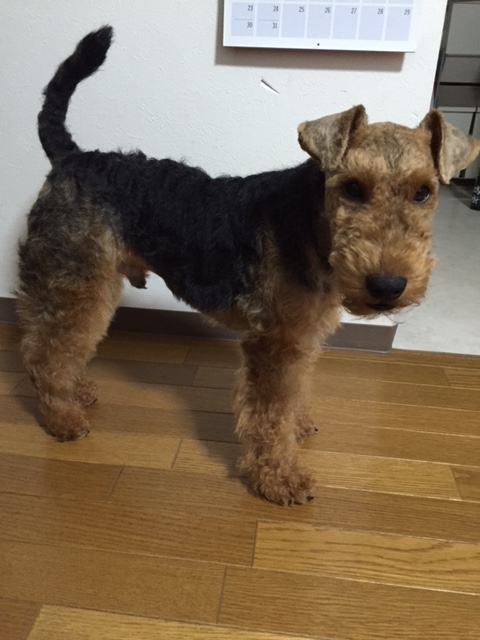 f:id:Powerful-terrier:20170702173655j:plain