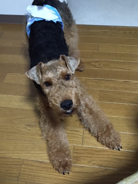 f:id:Powerful-terrier:20170702173840j:plain