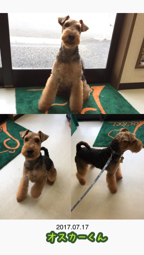 f:id:Powerful-terrier:20170718160748j:plain