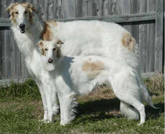 f:id:Powerful-terrier:20170805214613p:plain
