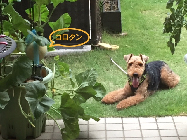 f:id:Powerful-terrier:20170813214639j:plain