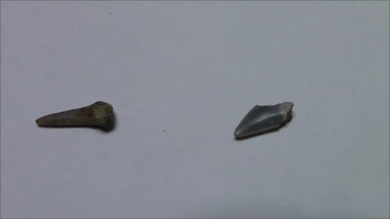 f:id:Prehistoriclifeman:20200115230234p:plain f:id:Prehistoriclifeman:20200115230234p:plain