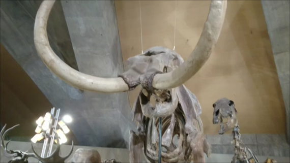 f:id:Prehistoriclifeman:20200119074045p:plain f:id:Prehistoriclifeman:20200119074045p:plain