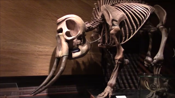 f:id:Prehistoriclifeman:20200119074330p:plain f:id:Prehistoriclifeman:20200119074330p:plain
