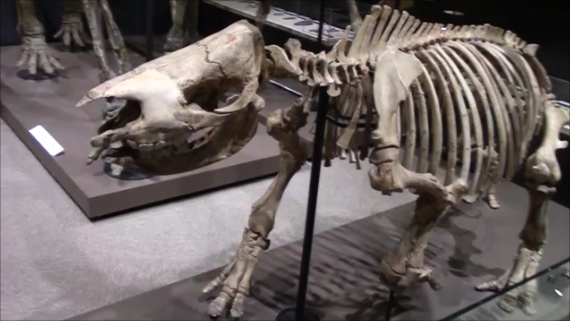 f:id:Prehistoriclifeman:20200119074406p:plain f:id:Prehistoriclifeman:20200119074406p:plain