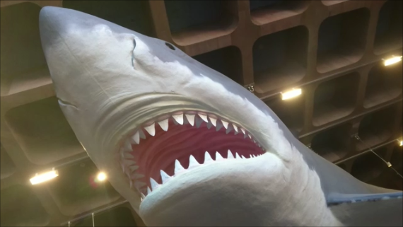 古生物紹介】カルカロクレス・メガロドン - Prehistoriclifemanの日記