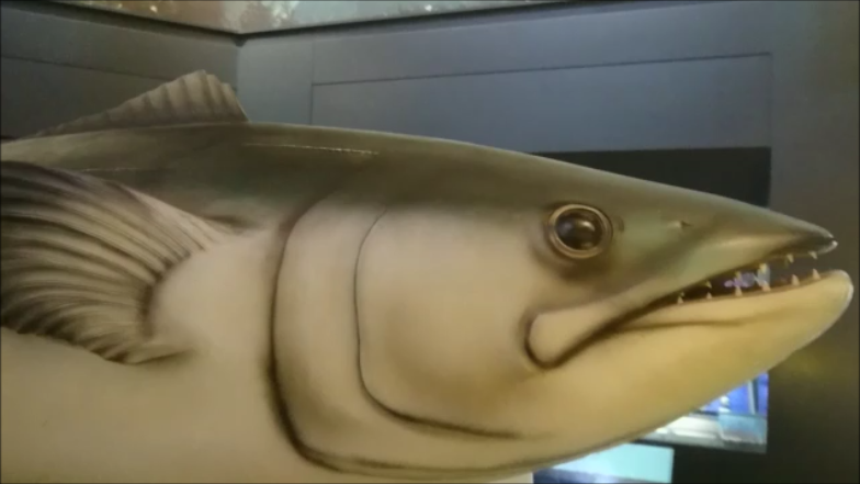 f:id:Prehistoriclifeman:20200130150505p:plain