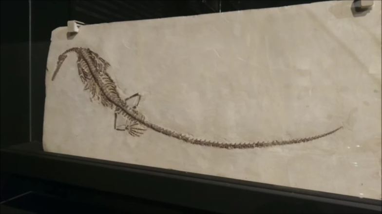 古生物紹介】メソサウルス - Prehistoriclifemanの日記