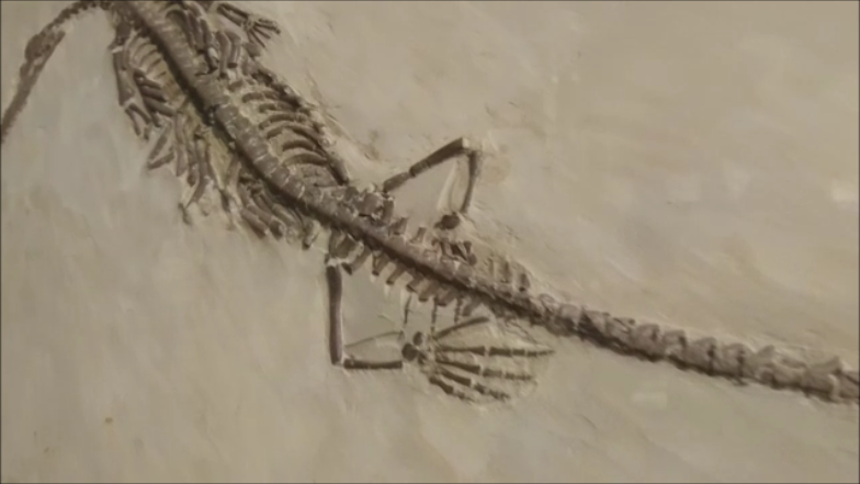 古生物紹介】メソサウルス - Prehistoriclifemanの日記