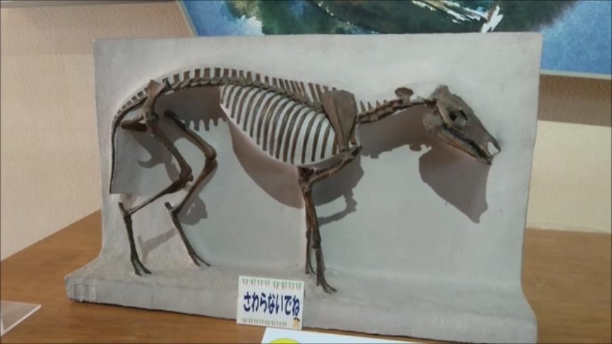 f:id:Prehistoriclifeman:20200426155617p:plain