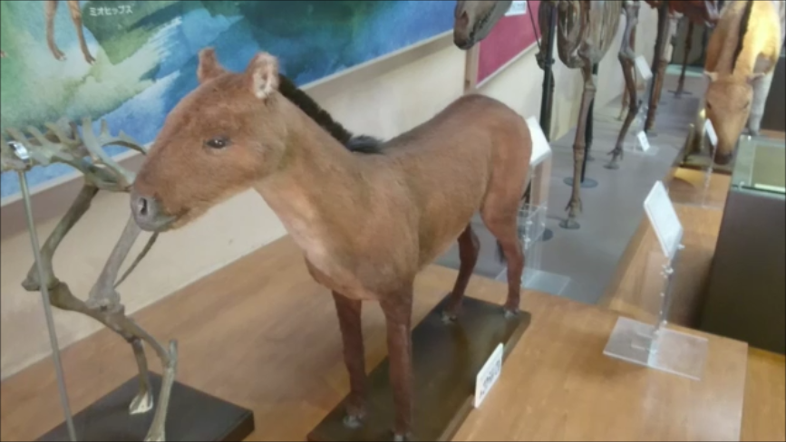 f:id:Prehistoriclifeman:20200426155657p:plain