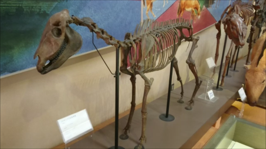 f:id:Prehistoriclifeman:20200426160157p:plain