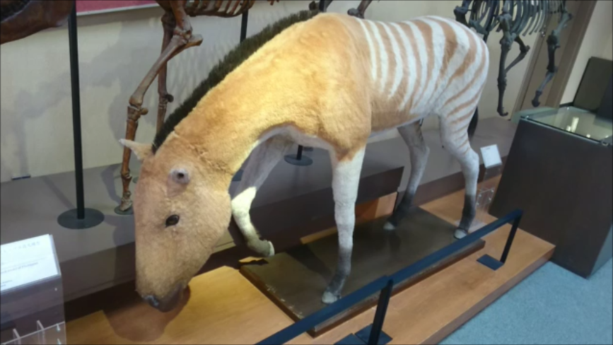 f:id:Prehistoriclifeman:20200426160341p:plain