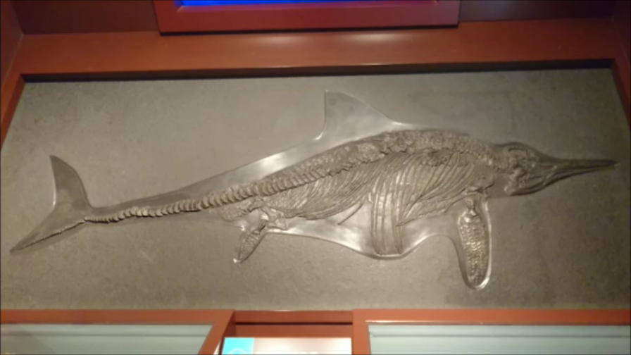魚化石 ニフテウス 魚化石 ニフテウス 魚化石 ニフテウス 江漢魚
