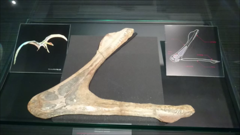 f:id:Prehistoriclifeman:20200812093044p:plain