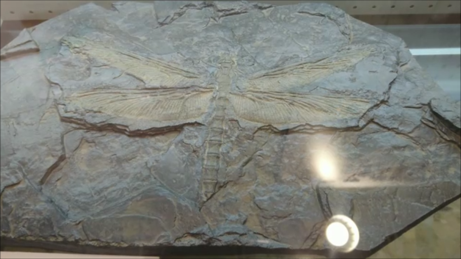 f:id:Prehistoriclifeman:20200822094522p:plain