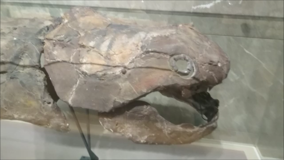 f:id:Prehistoriclifeman:20200822155105p:plain f:id:Prehistoriclifeman:20200822155105p:plain