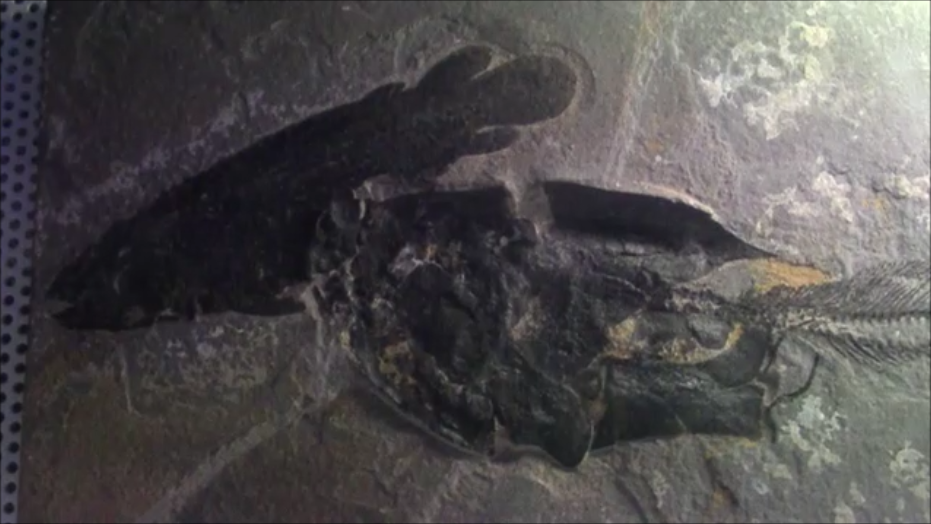 f:id:Prehistoriclifeman:20200822162531p:plain f:id:Prehistoriclifeman:20200822162531p:plain