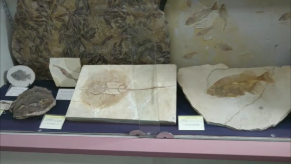 f:id:Prehistoriclifeman:20200823154000p:plain