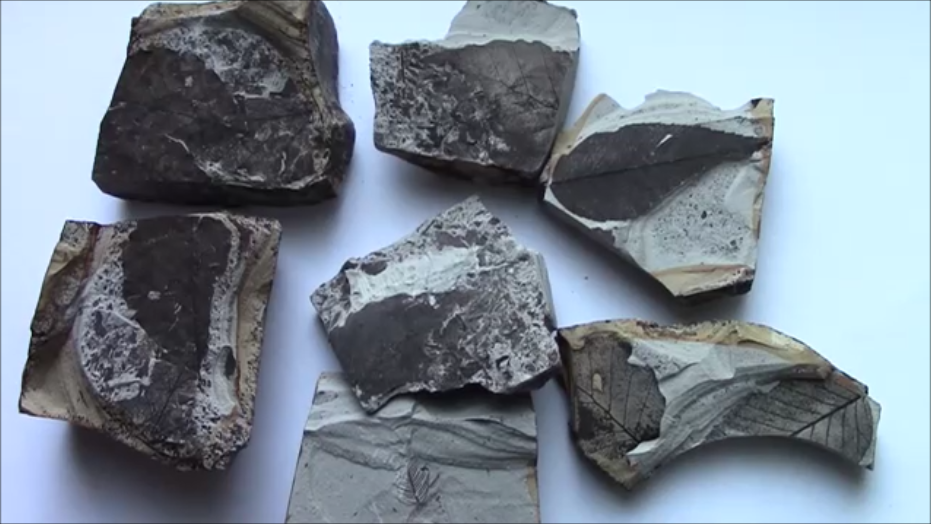 f:id:Prehistoriclifeman:20200830070639p:plain