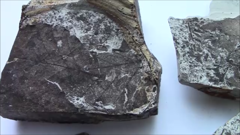 f:id:Prehistoriclifeman:20200830070720p:plain