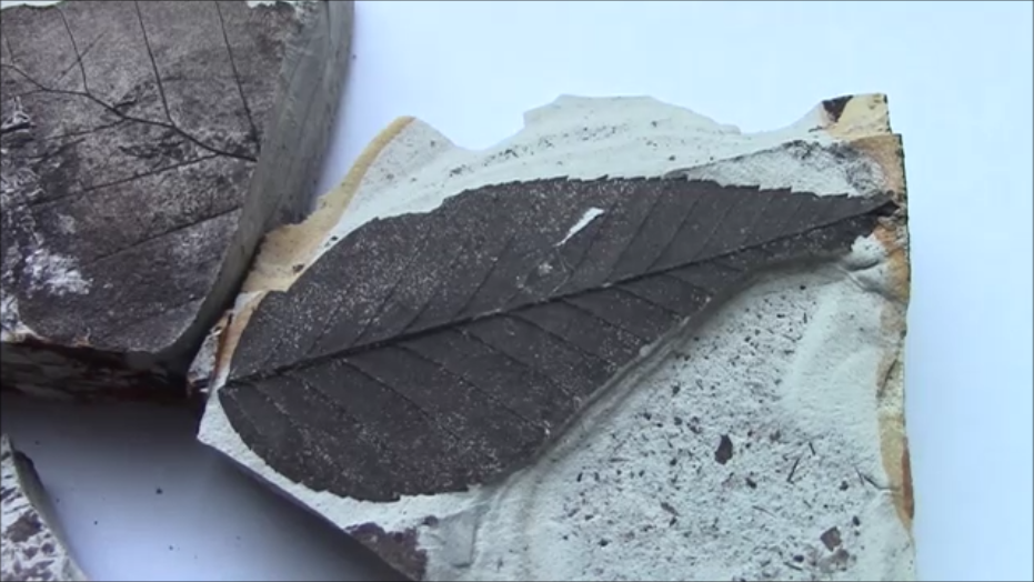 f:id:Prehistoriclifeman:20200830070749p:plain