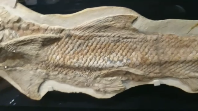 古生物紹介】カラモプレウルス - Prehistoriclifemanの日記