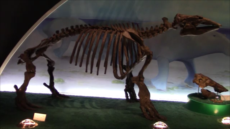 古生物スポット紹介】瑞浪市化石博物館(Mizunami Fossil Museum