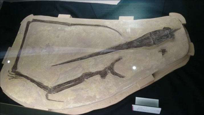 f:id:Prehistoriclifeman:20210101094137p:plain