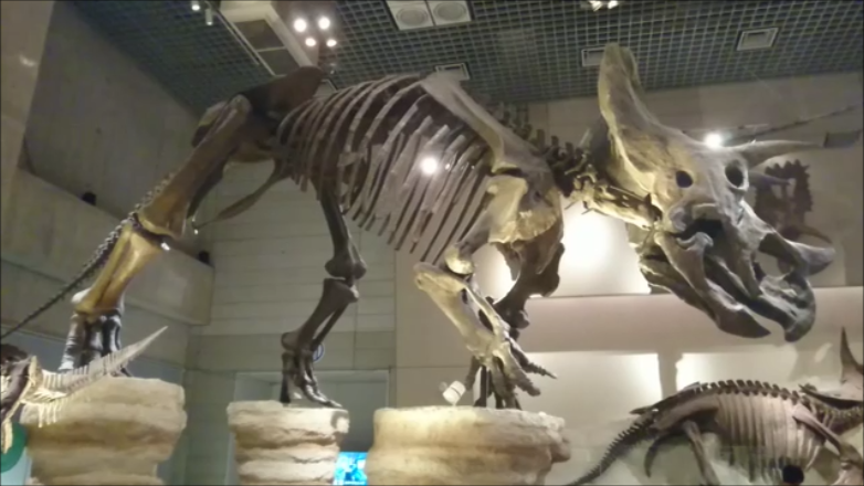 f:id:Prehistoriclifeman:20210305223832p:plain