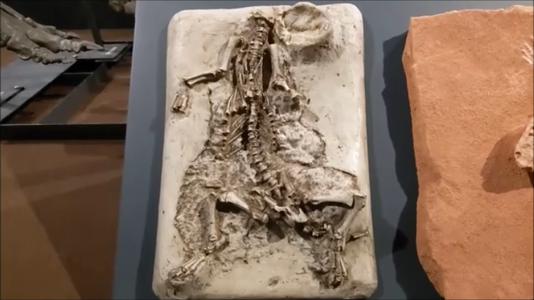 f:id:Prehistoriclifeman:20210418163655p:plain