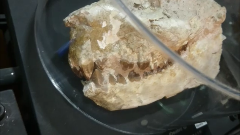 f:id:Prehistoriclifeman:20210418165917p:plain